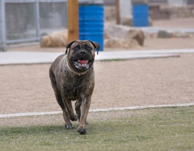 Mastiff parkta oynuyor ve kameraya doğru koşuyor.