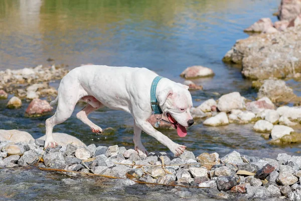 Biały Pitbull Wodzie Przechodzącej Przez Most Skalny — Zdjęcie stockowe