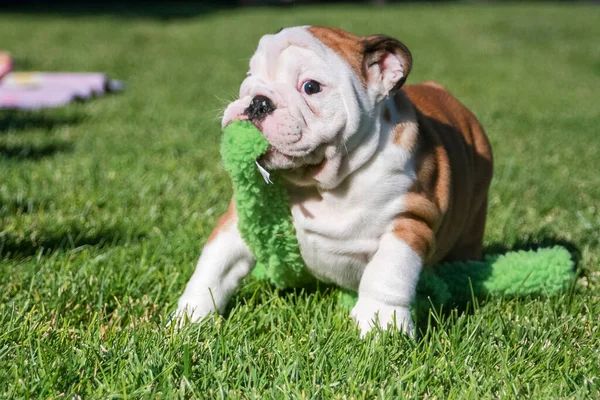 잔디에 장난감을 강아지 — 스톡 사진