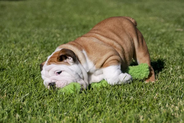 강아지 장난감을 가지고 놀다가 풀밭에 떨어지다 — 스톡 사진