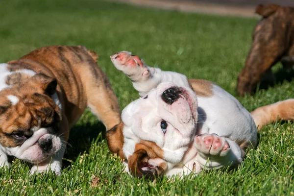 Jonge Buldog Puppies Rollen Rond Spelen Het Gras — Stockfoto