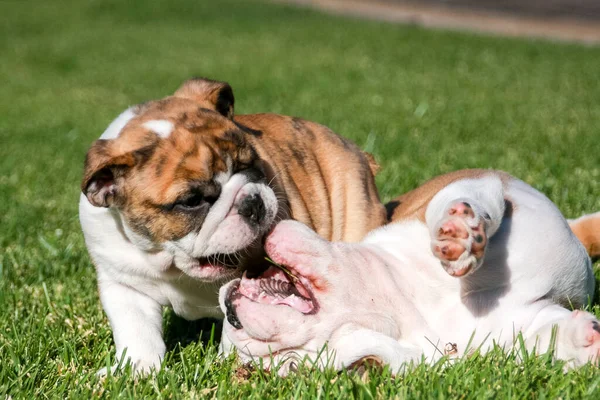 Twee Bulldog Puppies Rollen Spelen Het Gras — Stockfoto