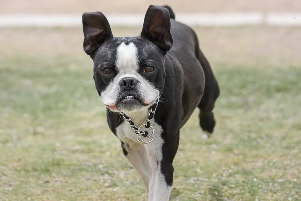 Feliz Boston Terrier Correndo Grama Parque — Fotografia de Stock
