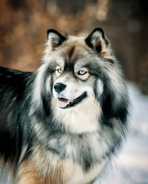 Zbliżenie Portret Naturalnym Oświetleniu Mieszanej Rasy Husky Dog — Zdjęcie stockowe