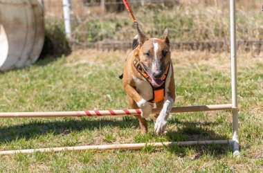 Boğa teriyeri atlarken çevikliği tasmayla öğreniyor.