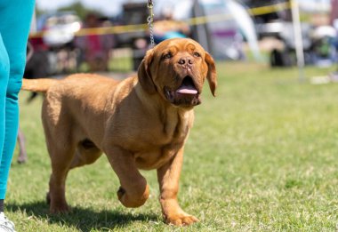 Parkta geçit töreninde gülümseyen mutlu mastiff köpek yavrusu