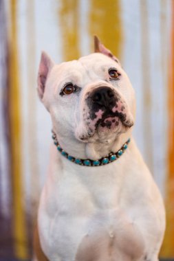 Beyaz Amerikan Staffordshire Teriyeri renkli bir duvarın önünde bir portre için poz veriyor.