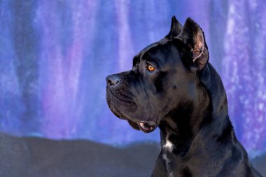 İtalyan Cane Corso Mastiff profil portresi mor bir duvarda