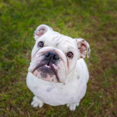 Beyaz buldog yavrusu çimlerin üzerinde kameraya bakıyor.