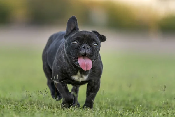 Escuro Brindle Francês Bulldog Sorrindo Correndo Grama Parque — Fotografia de Stock