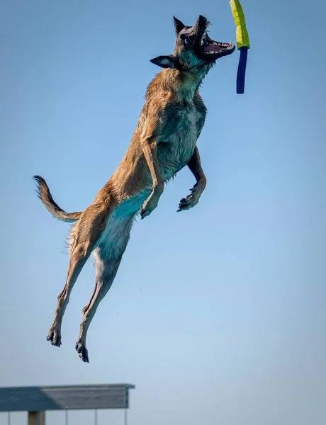 Βελγικό Σκυλί Malinois Στόμα Του Ανοιχτό Για Πιάσει Ένα Παιχνίδι — Φωτογραφία Αρχείου