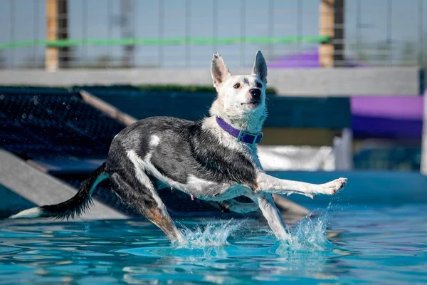 Ασπρόμαυρο Σκυλί Πέφτει Στην Πισίνα Αφού Πήδηξε Από Ένα Γιατρό — Φωτογραφία Αρχείου