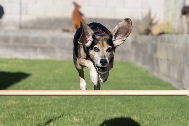 Kulakları dışarı fırlayan bir av köpeği çeviklik atlayışı yapıyor.