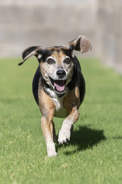 Beagle Correndo Grama Sorrindo Enquanto Suas Orelhas Estão Voando Para — Fotografia de Stock