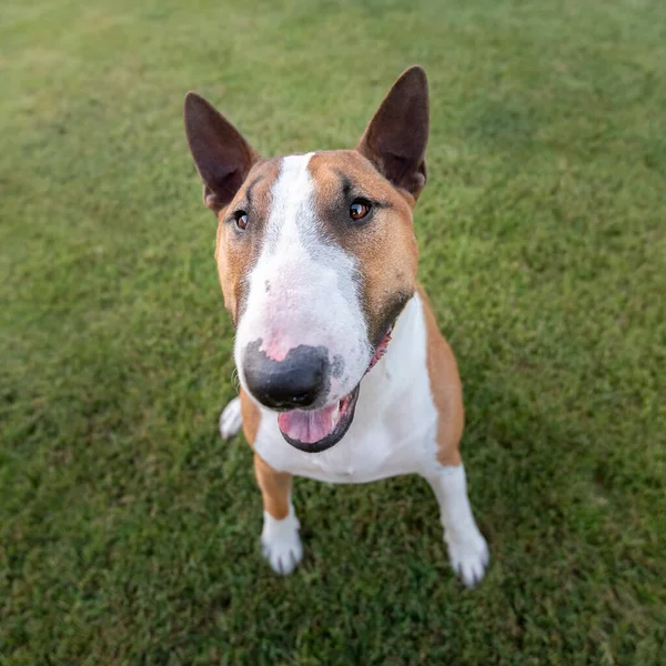 Mini Bull Terrier Dog Grass Posing Portrait — Stock Photo, Image