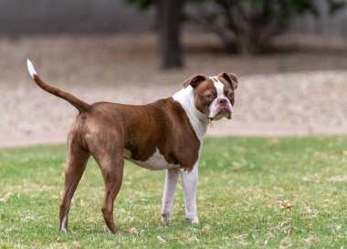 Brown and white Boston terrier on the lawn with dead grass in his mouth clipart