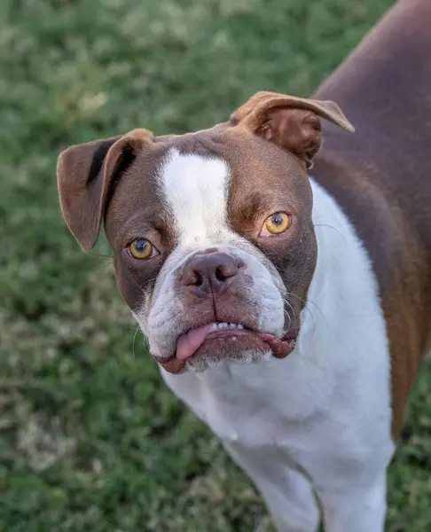 Brown and white Boston Terrier with his tongue out looking up at camera