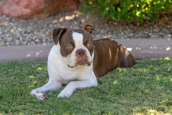 Boston Terrier dog on the grass resting in the shade