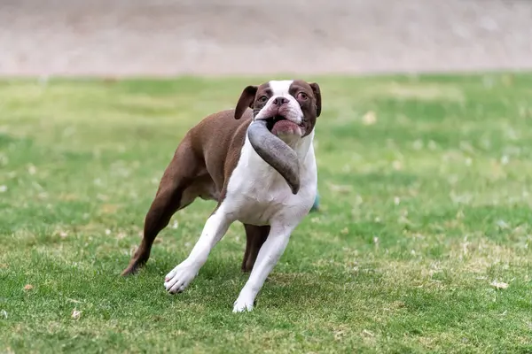 Brown and white Boston Terrier on the grass carrying a horn and running