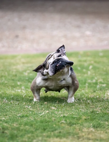 Bulldog Mid Shake Leker Det Gröna Gräset — Stockfoto