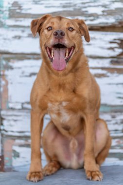 Gülümseyen melez köpek mutlu ve sıkıntılı bir ahşap duvarın portresi için poz veriyor.