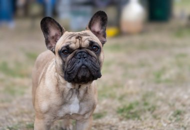 Tan French Bulldog kameraya bakıyor.
