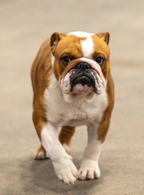 Kırmızı ve beyaz bulldog yürüyor ve huysuz görünüyor