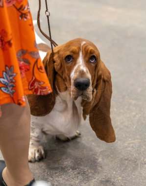 Basset Tazısı sahibi ile etrafta geziniyor.