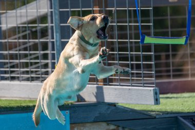 Sarı Labrador Retriever köpeği tampon oyuncağı için iskeleden atlıyor.
