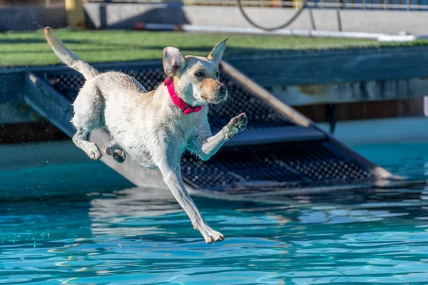 Yellow Lab dog after jumping off a dock about to land in a swimming pool