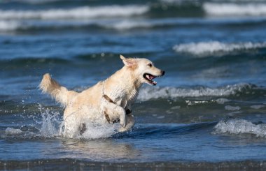 Sarı Labrador Retriever sahilde okyanusta oynuyor ve dalgaların arasında zıplıyor.