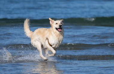 Mutlu sarı laboratuvar dalgalar ve kumsalda koşuyor, su sıçratıyor ve eğleniyor.