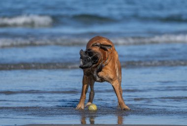 Sörfte, sahilde boksör. Elinde bir top, sudan sıyrılıp yüzünü buruşturuyor.