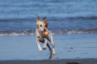 Teriyer melez bir köpek, sahilde bir topla koşuyor.