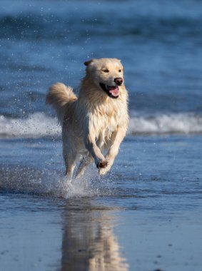 Sibirya Husky 'si okyanus kıyısında suya atlıyor.