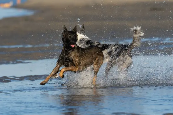 Belçikalı Malinois köpeği sahilde koşuyor ve su sıçrıyor.