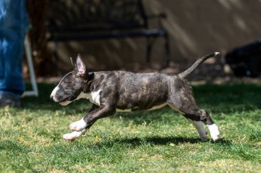 Brindel boğa teriyeri köpek yavrusu çimenlerde koşuyor