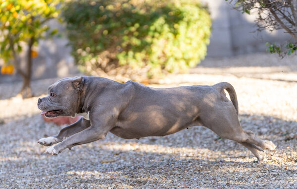Grey pitbull running through the gravel in a yard and all stretched out