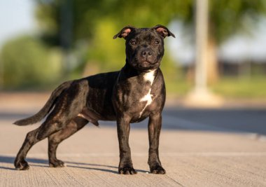 Brindle Staffordshire teriyer köpeği parkta doğal ışıklandırma portresi için poz veriyor.