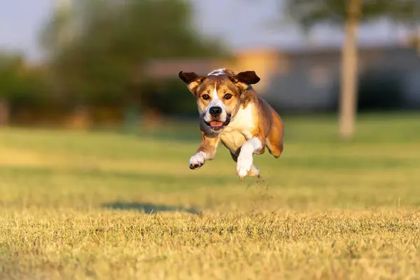 Mixed Breed Dog Caught Mid Air While Running Grass Park Rechtenvrije Stockafbeeldingen