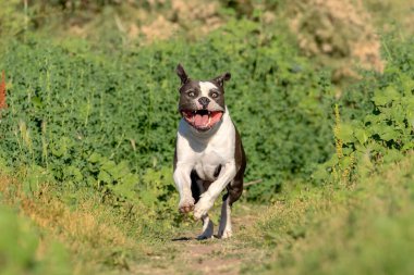 Amerikan Bulldog 'u koşuyor ve yeşil bir alanda oynuyor.