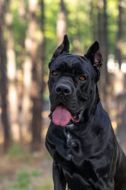 Doğal ışıklandırma portresi için poz veren siyah bir Cane Corso köpeğinin kafasından.