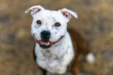 Mutlu gülümseyen Staffordshire teriyeri köpek yavrusu doğal ışıklandırma portresi için kameraya bakıyor.