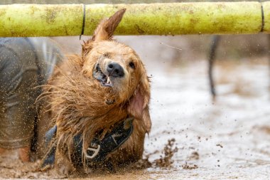 Golden Retriever köpeği çamurlu bir yarıştan sonra çamurlu suyu silkeliyor.