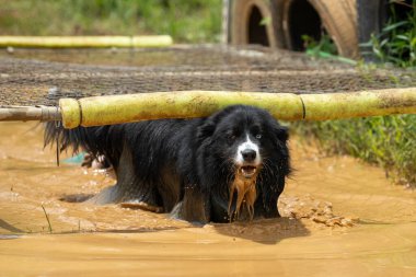 Avustralyalı çoban köpeği çamurlu bir yarışta zincirle bağlanmış bir engel altında geliyor.