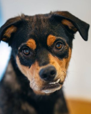Barınakta poz veren melez bir köpek. Doğal bir ışık portresi ve dişleri var.