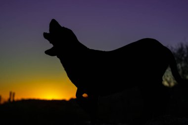 Uluyan Beagle, Arizona 'da gün batımına karşı doğal bir portre için.