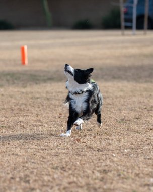 Siyah ve beyaz renkteki çoban köpeği bir disk yakalamak için parkta koşarken yukarı bakıyor.