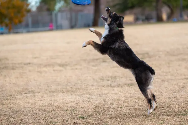 stock image Tri color Australian shepherd jumping at the park to catch a disc