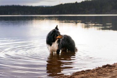 Border collie, Sunet 'de bir doğa portresi için poz veriyor.